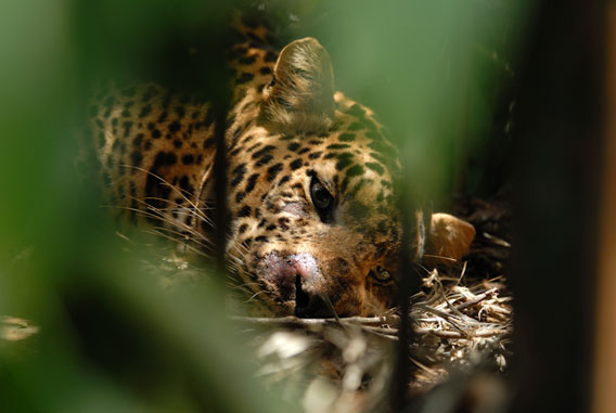 A trapped and tranquilized leopard. Human-wildlife conflict is a major issue in the Western Ghats.  