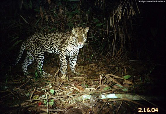 Leopard caught on camera trap in Gabon. Photo by: Philipp Henschel/Panthera.