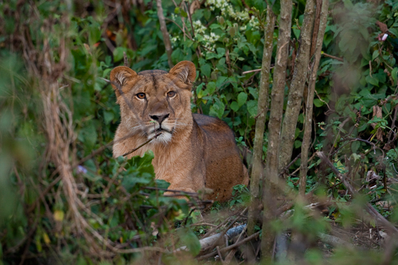 Lion femelle observe l'épais feuillage d'une forêt tropicale de montagne en Éthiopie. Photo : Bruno D'Amicis/NABU.'Amicis/NABU.