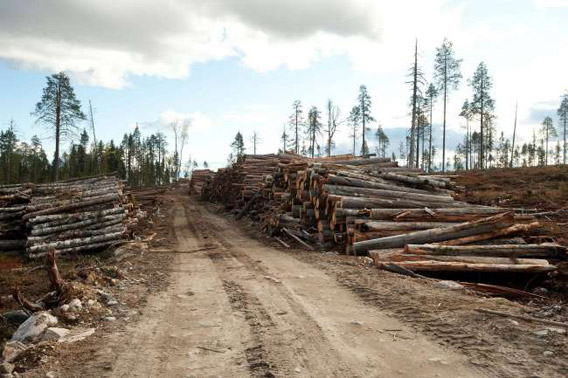 Destroyed old-growth forest with piles of timber on land leased by IKEA/Swedwood in Russian Karelia. Photo © Robert Svensson, Protect the Forest 2011.