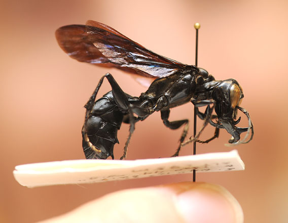 A new wasp found in the Mekongga Mountains in southeastern has jaws bigger than its legs. Photo by Kathy Keatley Garvey.