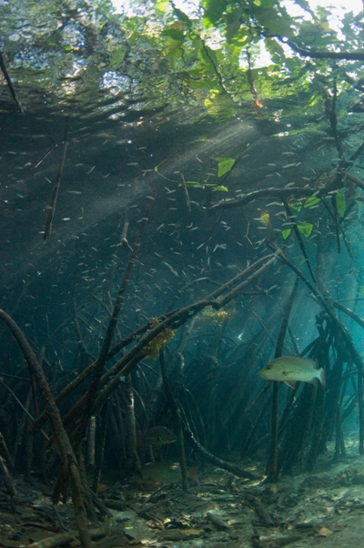 mangrove forest underwater