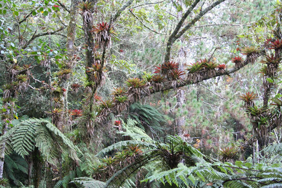 Macaya reserve in the Massif de la Hotte, southwest Haiti, is the number one AZE site containing 13 frog species found nowhere else in the world. Photo © Robin Moore/iLCP.