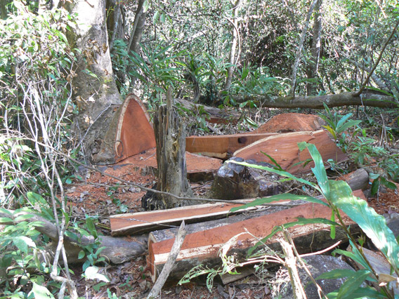 Illegal logging is a big problem in Virachey National Park, but that's not the largest issue. Instead mining rights and rubber plantations have driven conservation groups away. Photo by: Greg McCann.