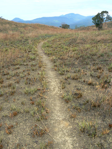 Trail across Veal Thom that appears to lead directly to Haling-Halanga Mountain. Photo by: Greg McCann.
