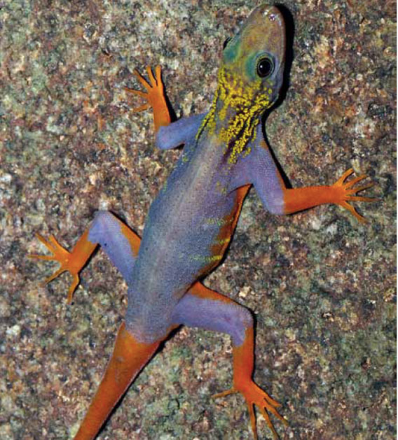 Found on an island in Vietnam's Rach Gia Bay, this new gecko is named after its wild, vibrant look: Cnemaspis psychedelica. The discovered should propel more investigations  of the nearly hundred islands in the bay. Photo by: L. Lee Grismer.