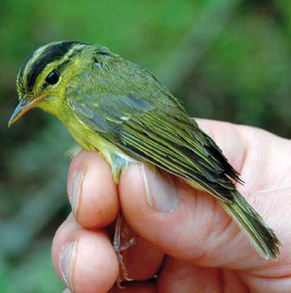  Este pajarillo, que vive en las cavidades de la piedra caliza en Vietnam y Laos, constituye una nueva especie de curruca, denominada curruca de piedra caliza o mosquitero de Laos (Phylloscopus calciatilis). Aunque fue visto en por primera vez en 1994, no se declaró como nueva especie hasta el año pasado. La recolección de leña en la zona pone en peligro a esta especie. Foto de: © Ulf Johansson / Museo Sueco de Historia Natural. 