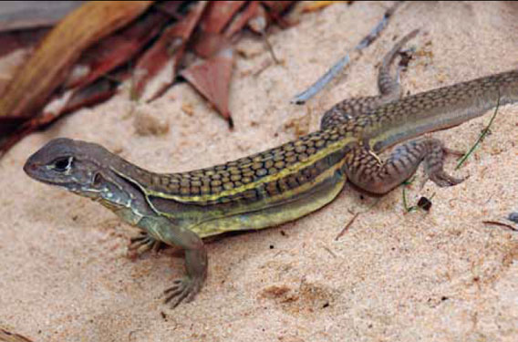 Like many new species in the region, this new skink (Leiolepis ngovantrii) was found on a plate. Discovered in a restaurant in Vietnam this new species held a few surprises for scientists. For one thing there are no males, and the all-female species reproduces by cloning. Many species in the Mekong region are hunted for food or traditional medicine; but in a world of growing human populations and dwindling habitat the ancient cultural practices have created many 