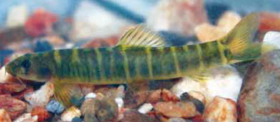 This new freshwater fish is a species of loach (Schistura udomritthiruji). In all the Mekong region boasts some of the highest biodievrsity of freshwater fish in the world with over 850 known species. 2010 added 25 new species. Photo by: Jorge Bohlen.