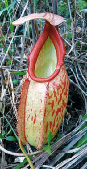 Una de las cinco nuevas plantas carnívoras descubiertas en la región del Mekong en 2010: Nepenthes holdenii. Esta especie, descubierta por el fotógrafo británico Jeremy Holden en las montañas de Cardamomo de Camboya, resiste la sequía de forma sorprendente. Foto de François May.