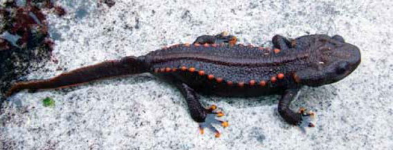 Tylototriton notialis is a new species of newt discovered in Laos, the first from this genus in country. Researchers fear that harvesting for medicine and the pet trade could imperil this species. Photo by: © Bryan Stuart.