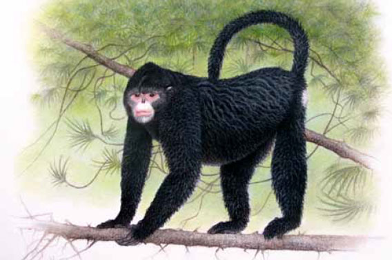  A new monkey, dubbed the Myanmar snub-nosed monkey (Rhinopithecus strykeri), was only discovered after researchers heard reports from hunters of a strange monkey with upturned nostrils and prominent lips in the remote Kachin region of Myanmar. It is known locally as mey nwoah, or 'monkey with an upturned face'. Reportedly its easy to locate since it sneeze in the rain. Illustration by: Martin Aveling/Fauna & Flora International.