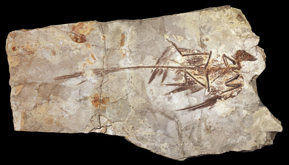 This is a fossilized Microraptor specimen from the Beijing Museum of Natural History. Photo by: AMNH/M. Ellison.