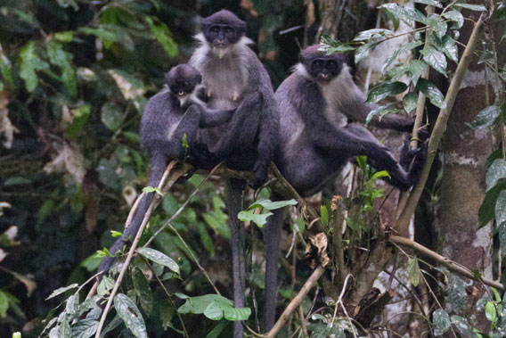 Family group of Miller's grizzled langur in Wehea Forest. Photo by: Eric Fell.