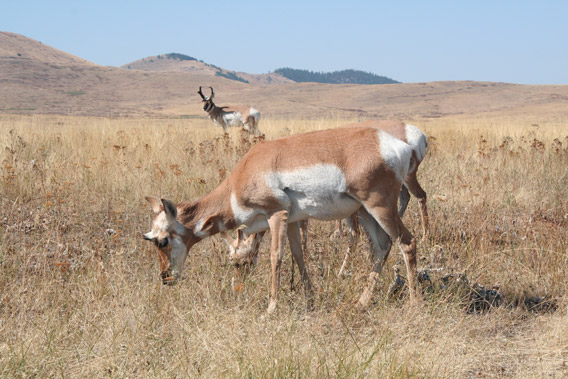 Pronghorn females with male in background in Montana. Photo by: Jeremy Hance.