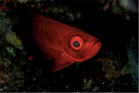 Large-eyed nocturnal fish, such as this moontail bullseye, are highly specialized for operating in the dark. Part of the reason they may have adapted to nighttime living was to avoid predators that are active during the day. Photo by: J. Huang.