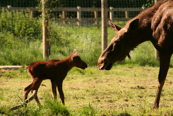 Calf with parent. Photo by: ZSL Whipsnade Zoo.