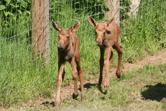 Moose are known for their extra long legs. Photo by: ZSL Whipsnade Zoo.