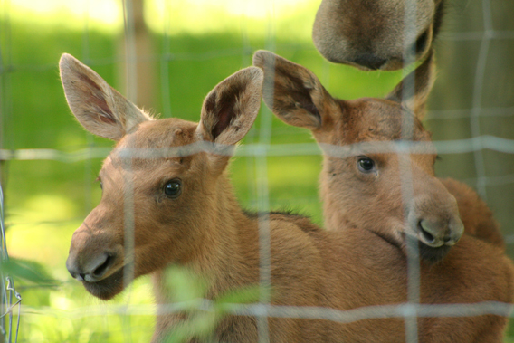 Moose twins born at the ZSL Whipsnade Zoo. Photo by: ZSL Whipsnade Zoo.