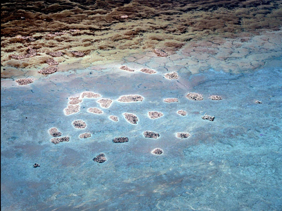  Aerial view of Lake Natron with flamingos (seen as tiny dots) nesting on islands. Photo courtesy of Neil Baker.