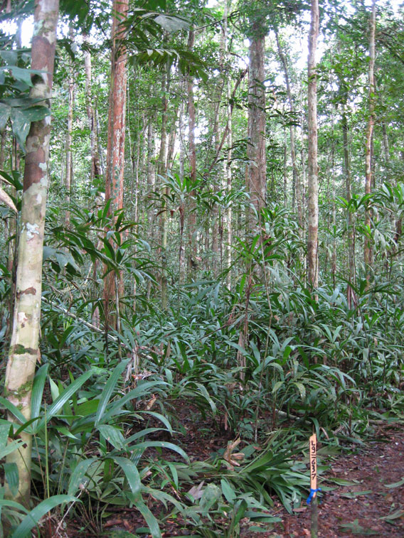 A typical Nauta forest—open canopy with lots of small stems, and lots of Iripaja (a ground palm) in the understory. Photo courtesy of Mark Higgins.