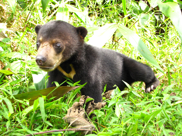  Detail of sun bear cub. Photo by: Siew Te Wong. 