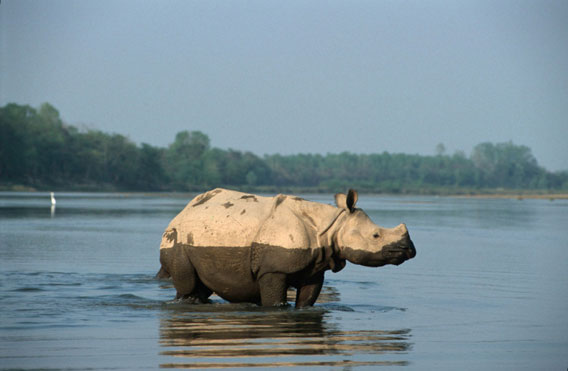 Un Rinoceronte Indio en Nepal. Foto cortesía de WWF.