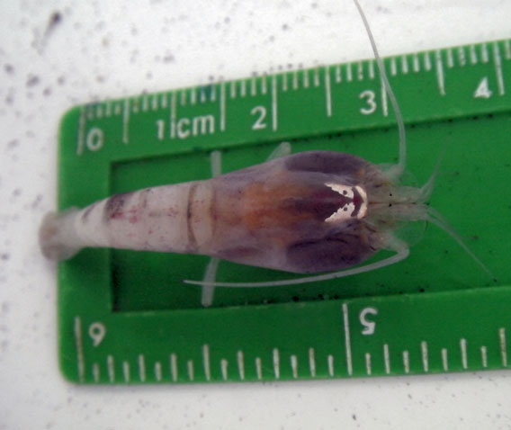 Lab photo of Rimicaris hybisae, the world's deepest known vent shrimp, from the Beebe Vent Field. Pale patch behind the head is its light-sensing organ. Photo by: University of Southampton/NOC. 