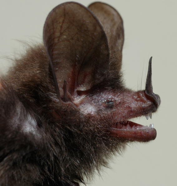  New bat species from St. Vincent has been named Garifuna bat. Photo by: Peter A. Larsen.