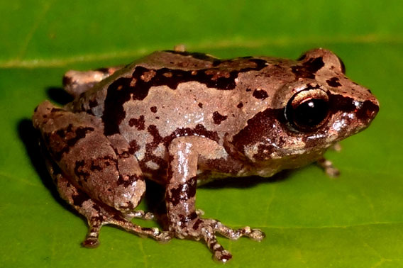 Raorchestes agasthyaensis. Photo courtesy of D.P. Kinesh.