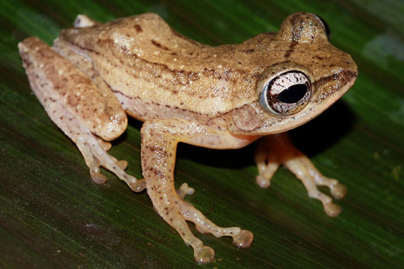 Polypedates bijui is a very rare and seasonal frog. Photo courtesy of D.P. Kinesh.