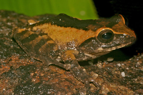 Raorchestes johnceei. Photo courtesy of D.P. Kinesh.