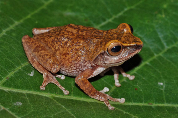 Raorchestes theuerkaufi. Photo courtesy of D.P. Kinesh.