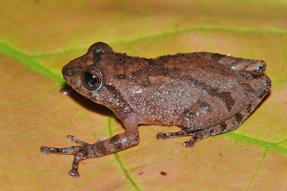 Raorchestes ravii. Photo courtesy of D.P. Kinesh.