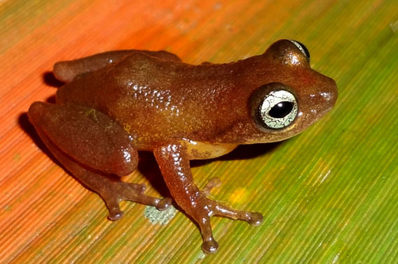 Raorchestes uthamani lives in reeds. Photo courtesy of D.P. Kinesh.