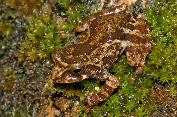 Raorchestes crustai is notable as a canopy frog that makes its home on tree bark. Photo courtesy of D.P. Kinesh.