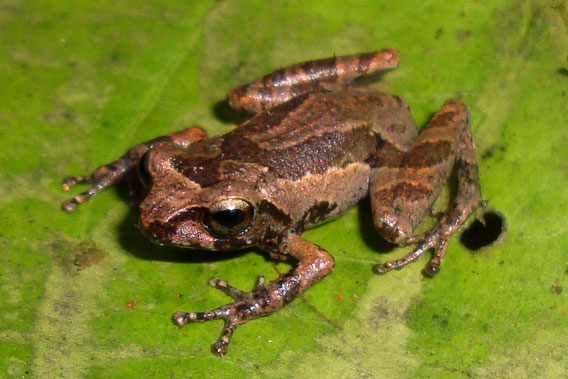 Raorchestes kadalarensis. Photo courtesy of D.P. Kinesh.