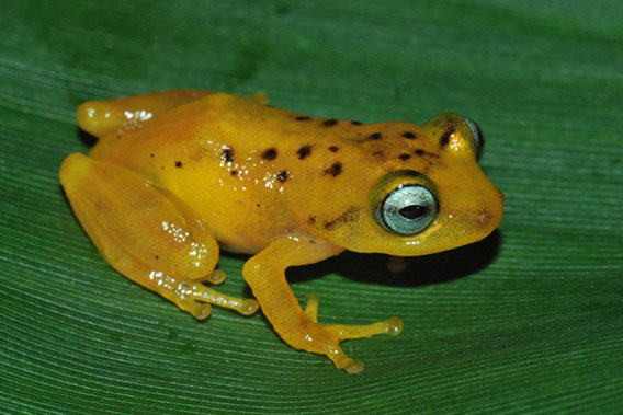  Raorchestes manohari was dubbed 'beautiful' by its discoverers. Photo courtesy of D.P. Kinesh. 