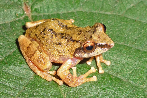 Raorchestes thodai. Photo courtesy of D.P. Kinesh.