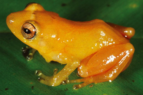 Poisonous orange mini-frogs discovered in Brazilian forest