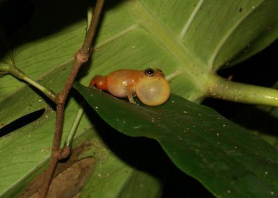 A male yellow dyer rain frog calling. Photo by: Andreas Hertz.