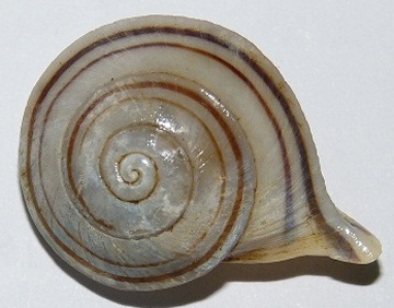 New snail species: Kenyirus sodhii. Photo courtesy of Reuben Clements.