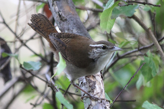 The Antioquia wren (Thryophilus sernai). Photo by: Carlos Esteban Lara.