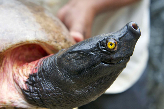 Northern river terrapin is number 4 on the most endangered turtle's list. Once found throughout Southeast Asia, this species has vanished from many countries due to overexploitation for food and medicine. Photo by: WCS.