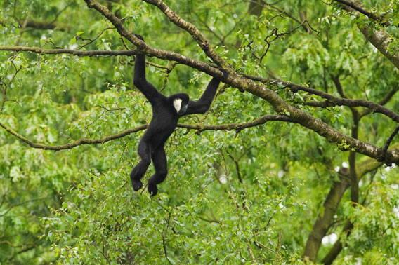 Adult male northern white cheeked gibbon. Photo © Terry Whittaker.