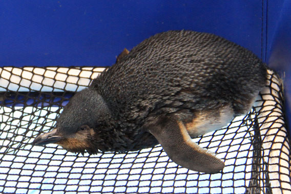 An oiled little blue penguin (Eudyptula minor), also known as the fairy penguin, in a rescue center. Twenty little blue penguins have been killed so far. The little blue is the world's smallest penguin. Photo by: Maritime New Zealand.