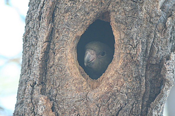  Brown-headed parrot (Poicephalus cryptoxanthus) fledgling in tree cavity in Botswana. Photo by: Tiffany Roufs.