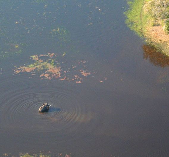 An African elephant wades in the Okavango Delta. Photo by Tiffany Roufs.