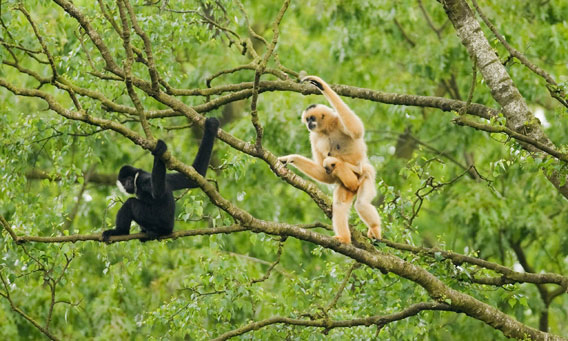 Northern white-cheeked crested gibbon (Nomascus leucogenys), Vietnam. Adult female with baby and adult male. Photo © Terry Whittaker.