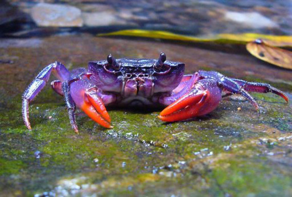 New species of purple crab: Insulamon palawanense. Photo by: Hendrik Freitag.